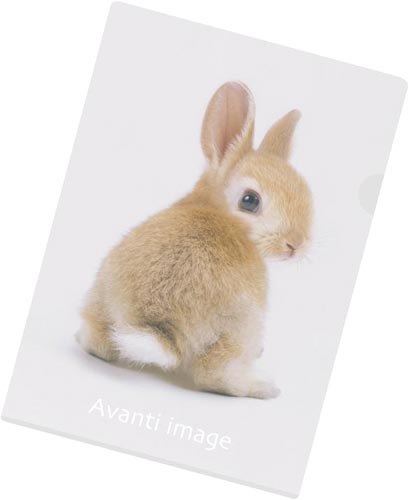 クリヤーホルダーＡ４　ネザーランドドワーフ　５０枚画像