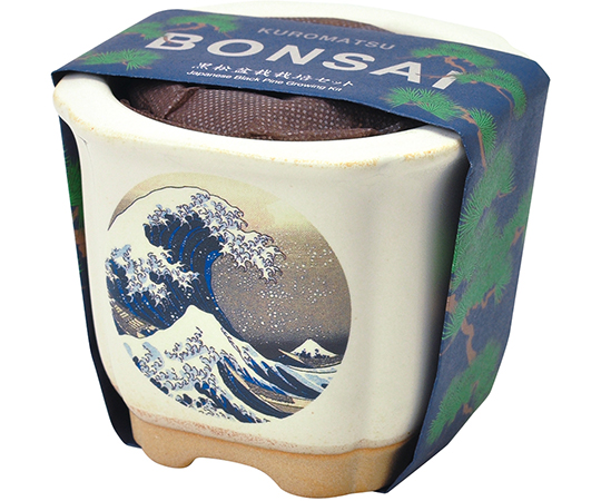 JAPANESE　BONSAI　波富士画像