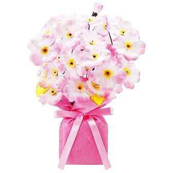 桜ローコストポット画像