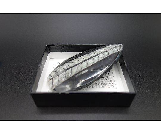 直角石（小箱）4箱入画像