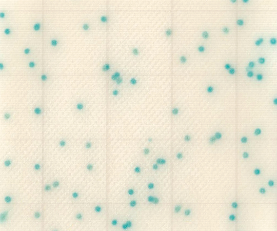 MC-Media Pad CC 大腸菌群用 (100枚)画像