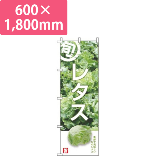 レタス旬写真画像