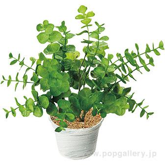 ユーカリポット画像