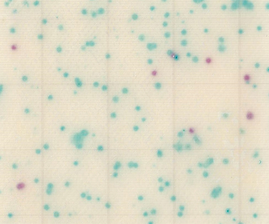 MC-Media Pad EC 大腸菌・大腸菌群用 (100枚)画像