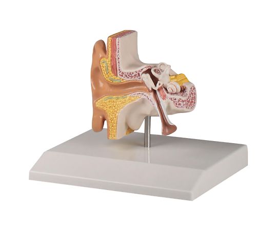 耳模型　110×90×50mm