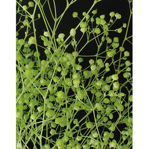 かすみ草 S ｴﾝｼﾞｪﾙｸﾞﾘｰﾝ 1ｾｯﾄ(10個)画像