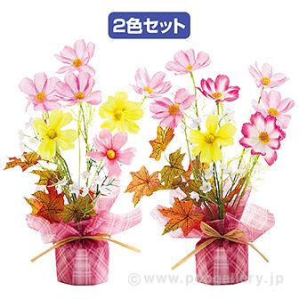 コスモスラッピングセット画像