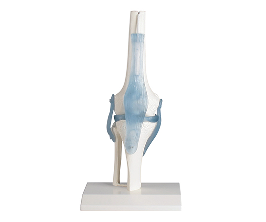 膝関節モデル画像