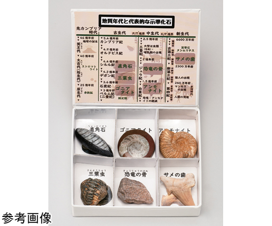 ミニ標本シリーズ 示準化石6種セット