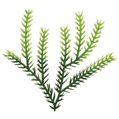 造花 たちかずら2色 大黒工業 [バラ販売]画像