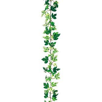 ニューオランダアイビーガーランド画像