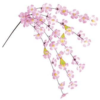 桜エコシダレ画像