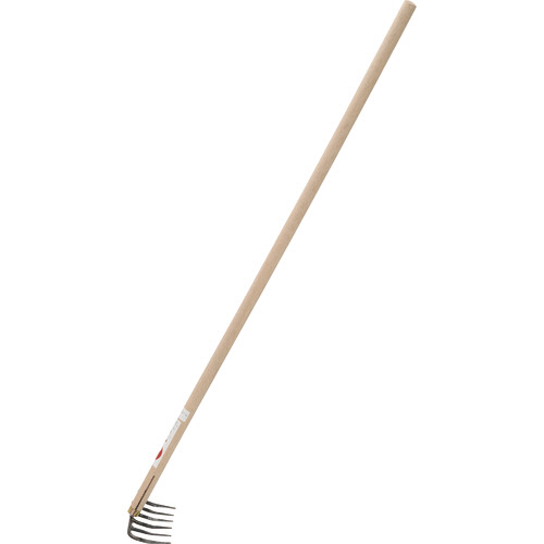 六つ子 1本画像