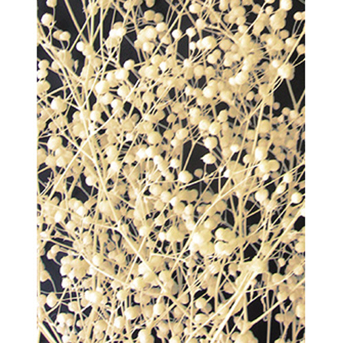 かすみ草 S ﾎﾜｲﾄ 1ｾｯﾄ(10個)画像