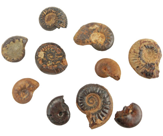 実習用化石標本 アンモナイト画像