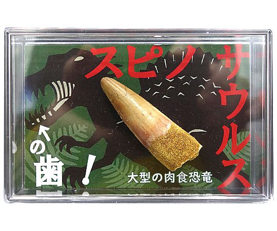 スピノサウルスの歯（スチロールケース）1個画像
