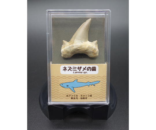 サメの歯（スチロールケース）1個画像