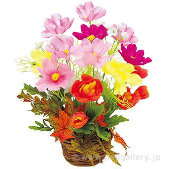 コスモス盛カゴ画像